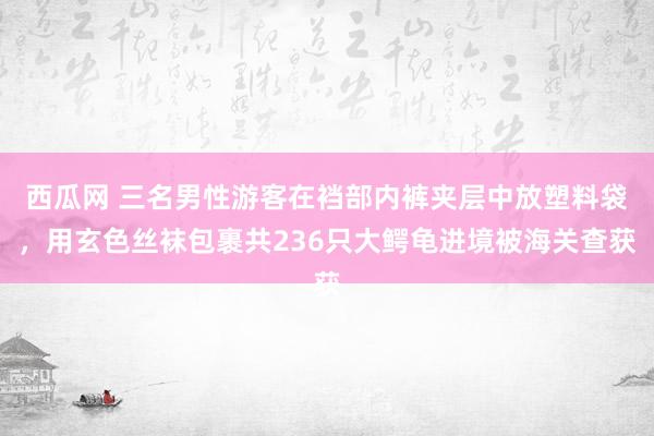 西瓜网 三名男性游客在裆部内裤夹层中放塑料袋，用玄色丝袜包裹共236只大鳄龟进境被海关查获